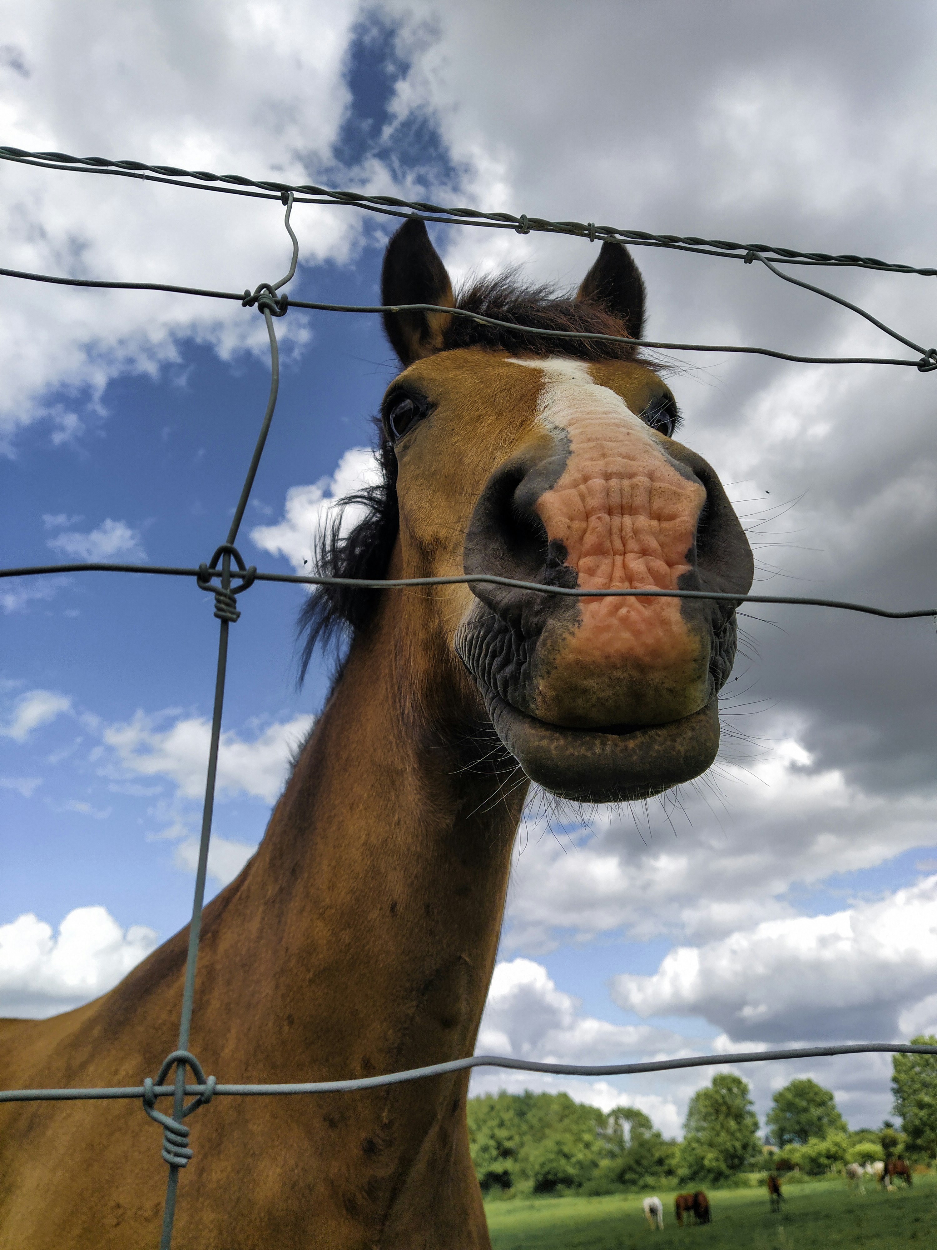 brown and white horse under blue sky during daytime